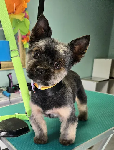 Sandi Psie Serce - Groomer